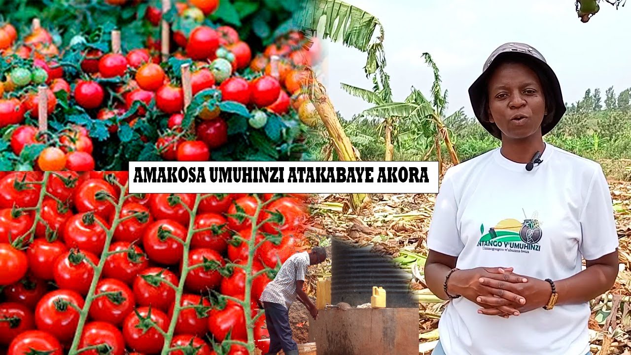 INYANYA-IKOSA RIMWE KU MUHINZI RIMUSHYIRA MU GIHOMBO KIMENA UMUTIMA KWIZERA UMUKOZI NI IKOSA RIKOMEY