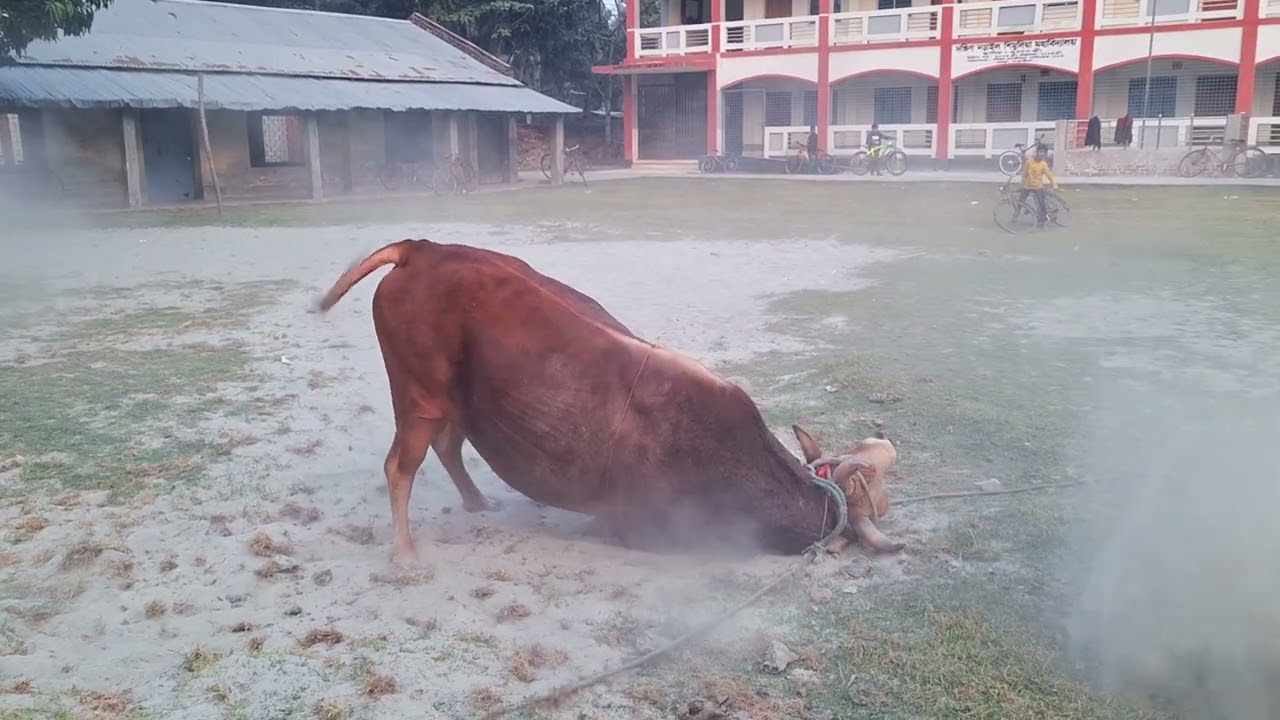 লাল পাগলাকে দেখতে গেলাম,,,,,, 