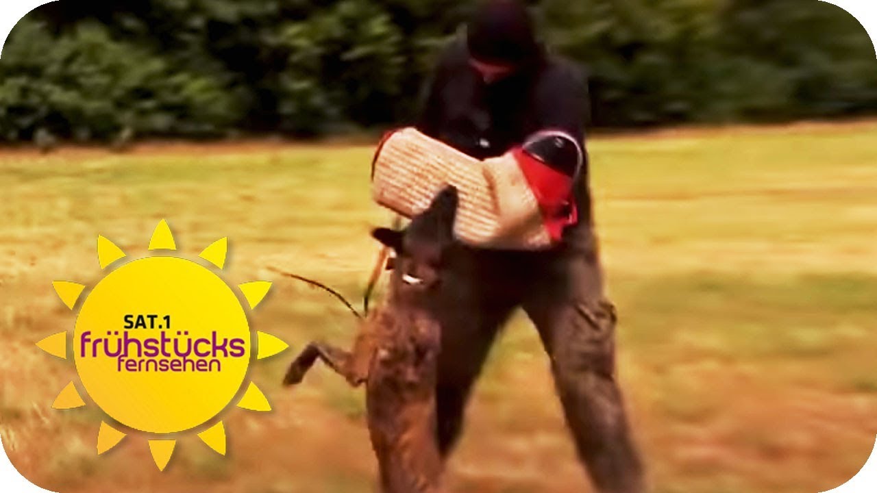 Schrecken Hunde Einbrecher ab? Selbsttest mit erschreckendem Ende | SAT.1 Frühstücksfernsehen | TV