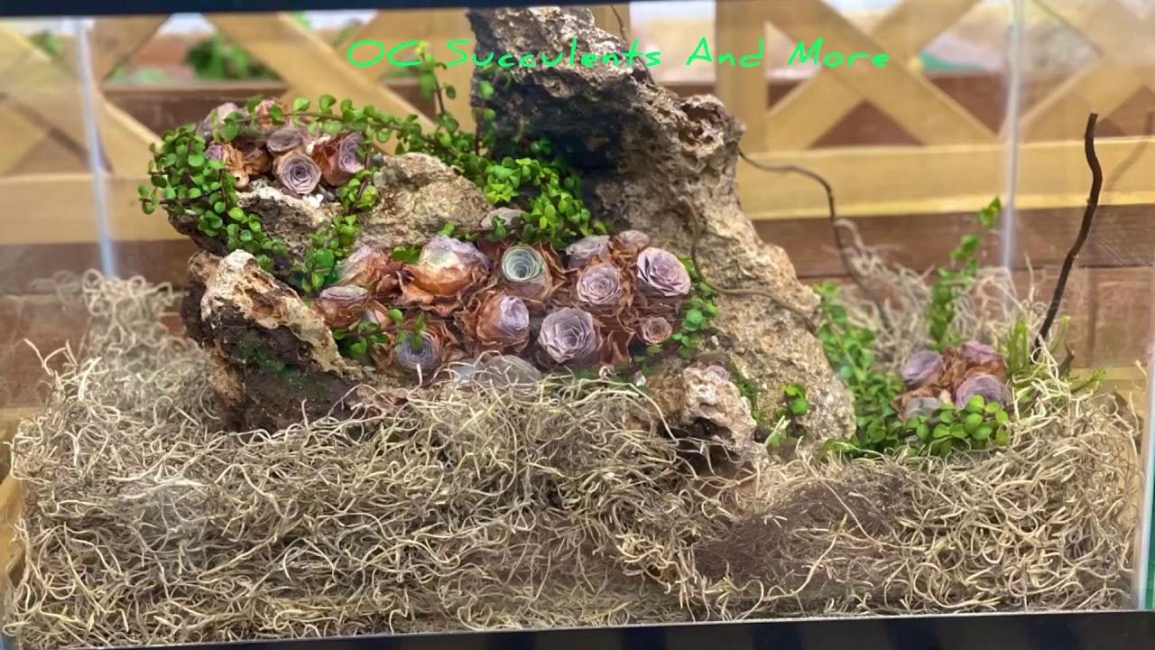 GREENOVIA pandora mountain rose pink rose terrarium fish tank arrangement