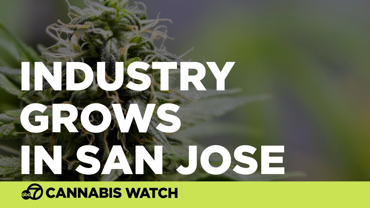 Budding cannabis industry continues to grow in San Jose