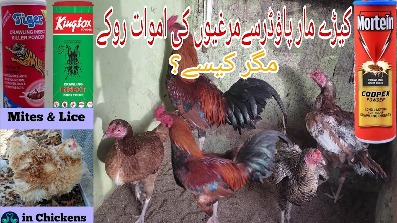How To Use Coopex For Hens | Keeray Or Mites Marnay Ka Tarika | Kia Coopex say Prinday Mar Jaty Hain