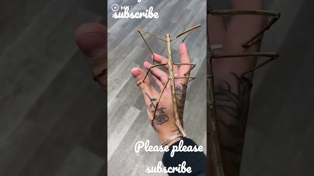 #Very big Grasshoper real animation dance #animal #grasshoper dance #very very big #SUBSCRIBE