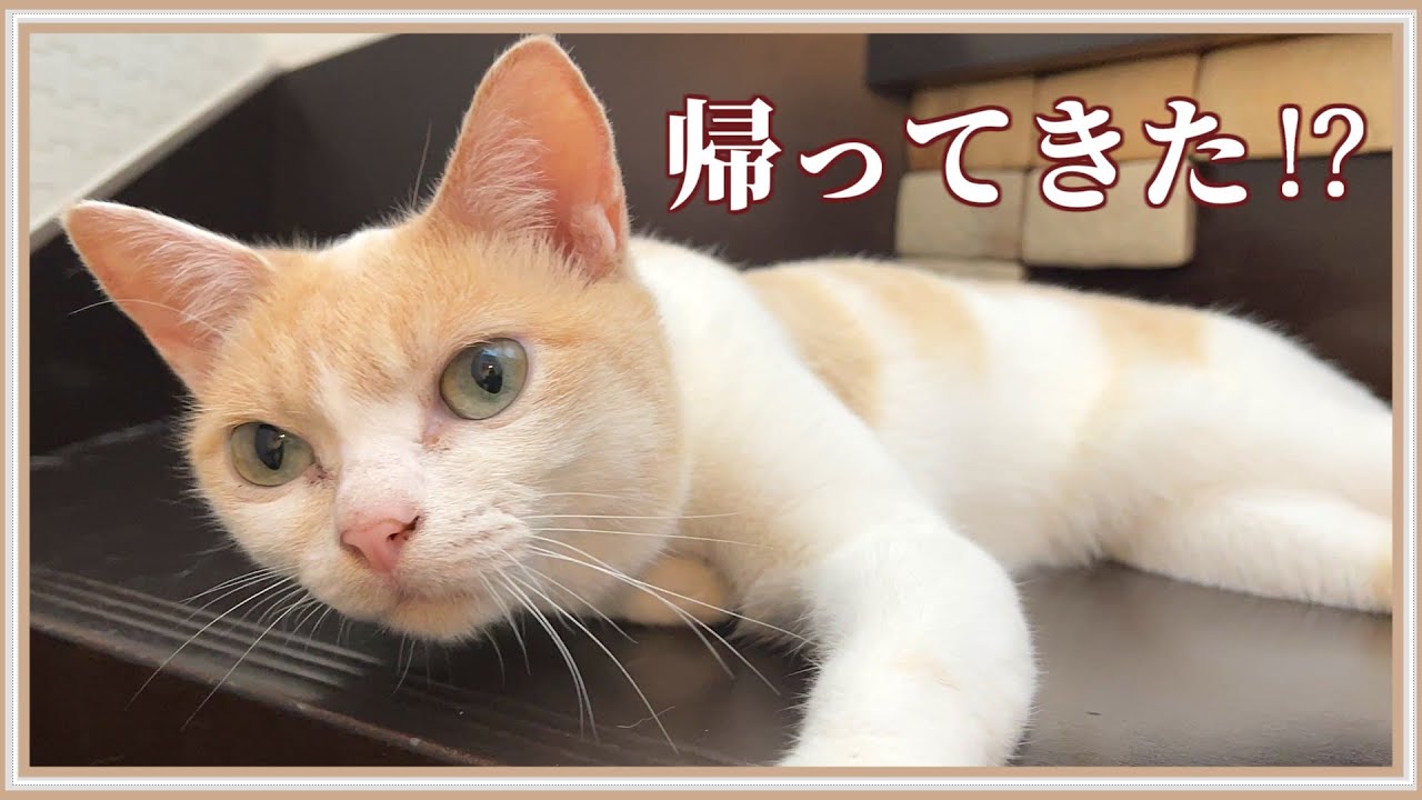 【歓喜】久々に家族に再会した猫の反応がこちらです