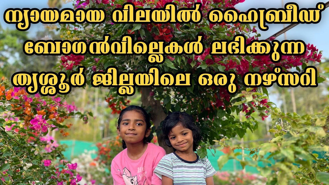 ന്യായമായ വിലയിൽ ഹൈബ്രിഡ് ബോഗൻവില്ലെകൾ ലഭിക്കുന്ന തൃശ്ശൂർ ജില്ലയിലെ ഒരു നഴ്സറി 😍
