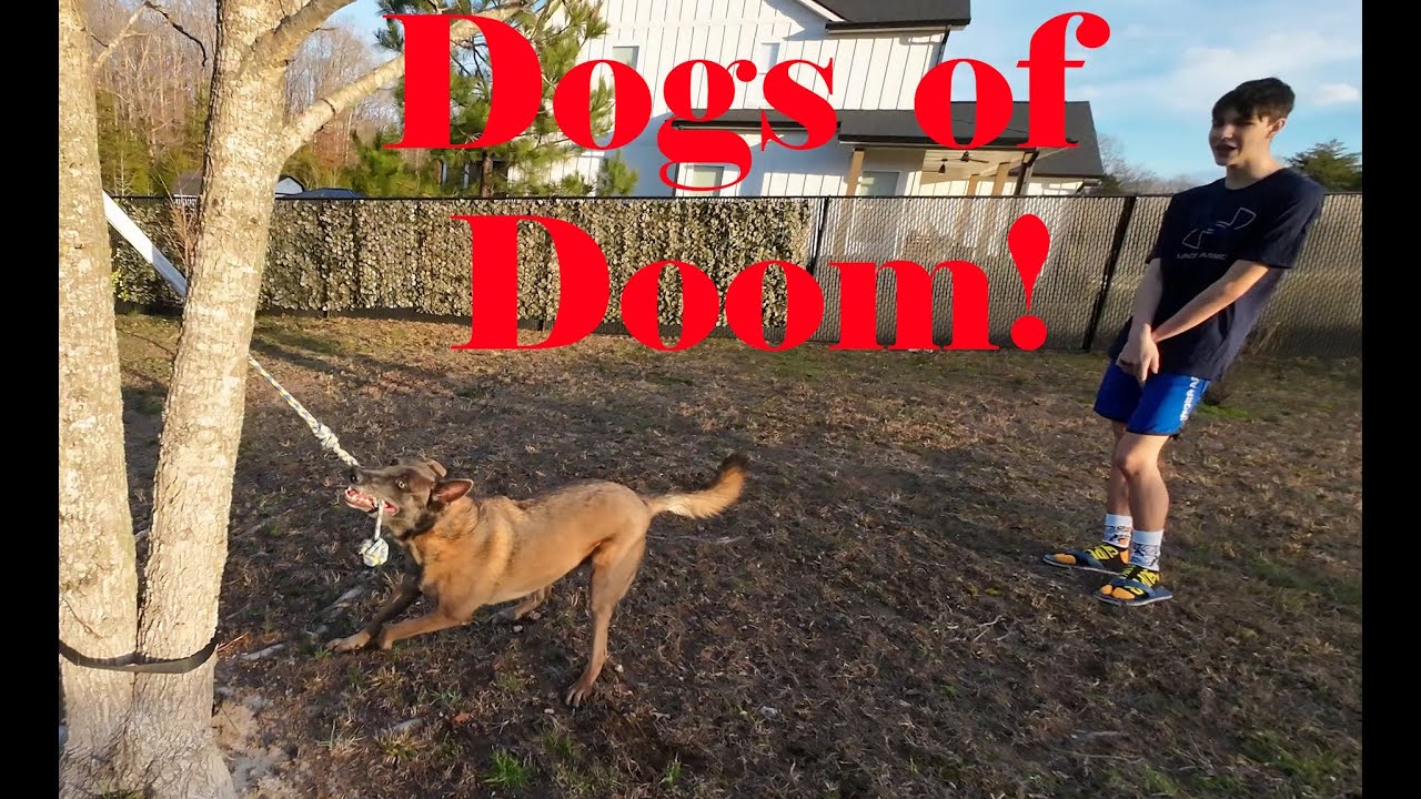 Family & The Dogs of Doom!