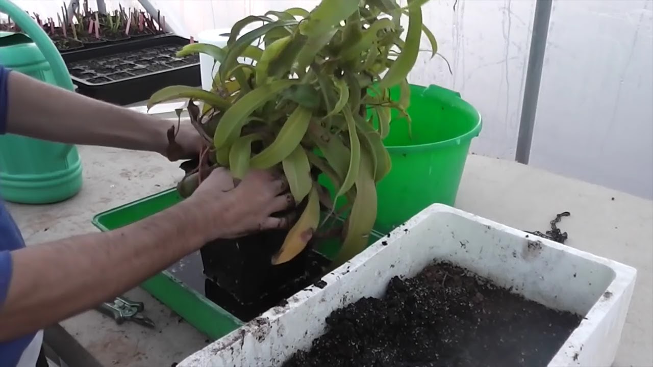 Trasplante URGENTE de Nepenthes