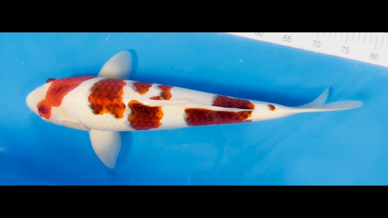 Perfect Aquatics Koi Auction Selection - Sept 2025