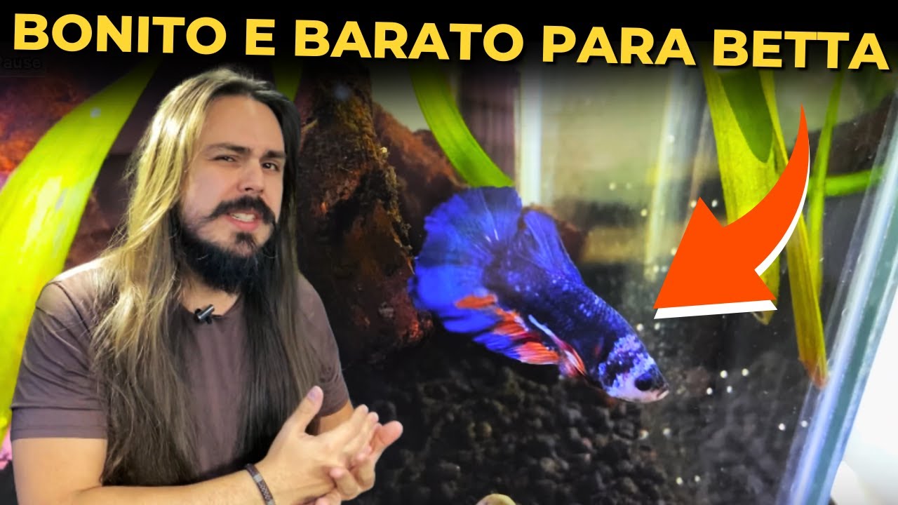 🔴AQUÁRIO BARATO, SIMPLES E BONITO DE BETTA |Mr. Betta|