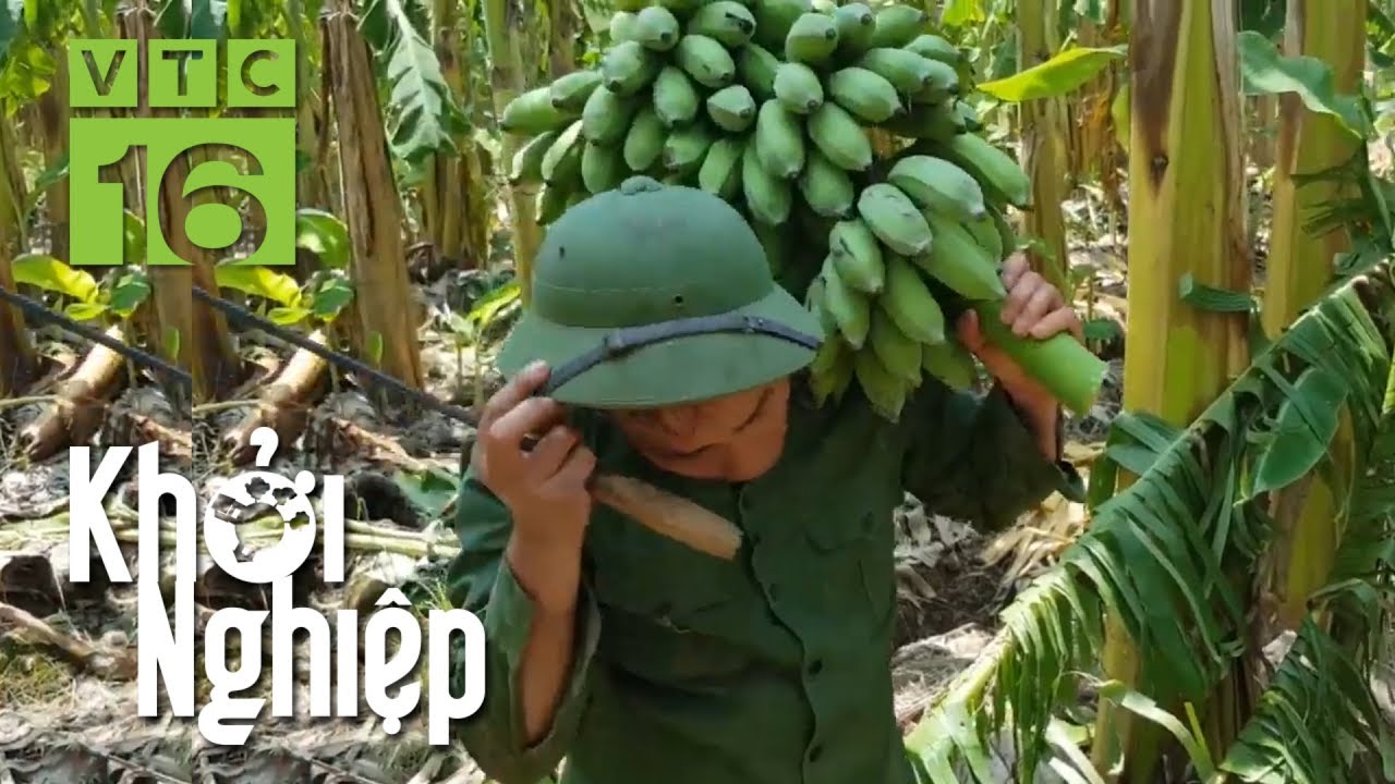 Dùng 20 mẫu đất trồng chuối, 