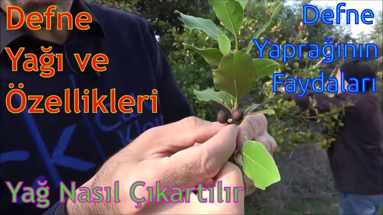 Defne Yağı Nasıl Elde Edilir?