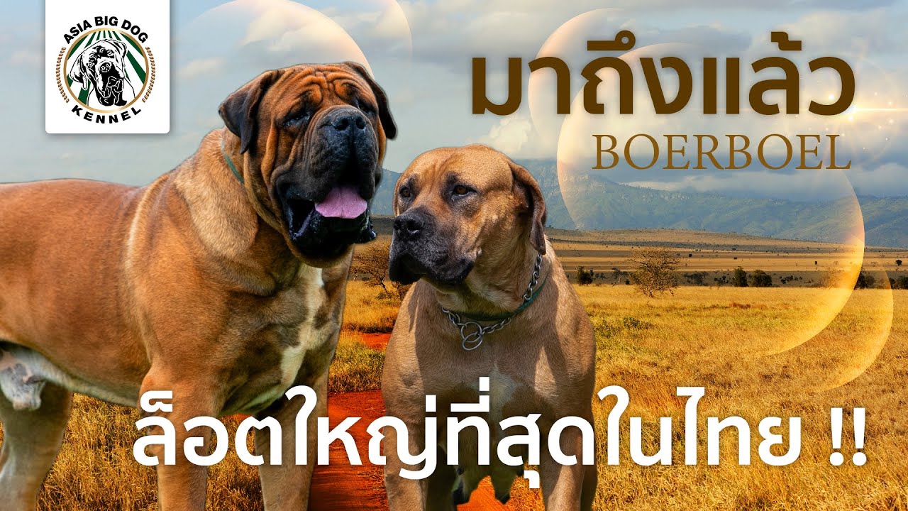 หมาใหญ่ BOERBOEL ล็อตใหญ่ที่สุดในเมืองไทย  / ASIA BIG DOG / Ep.09