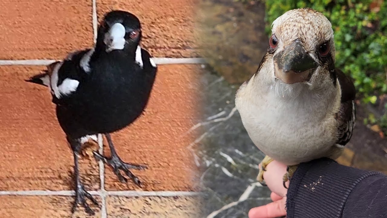How to get a kookaburra off my arm and a magpie out of my house? - Casual Chaos and Cuteness #34