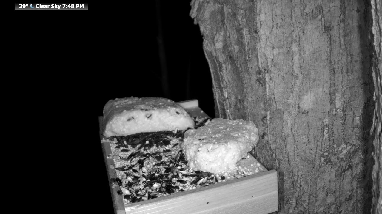 LIVE Relaxing Birds in the Winter, Streamed from Northern Oconto County, Wisconsin USA