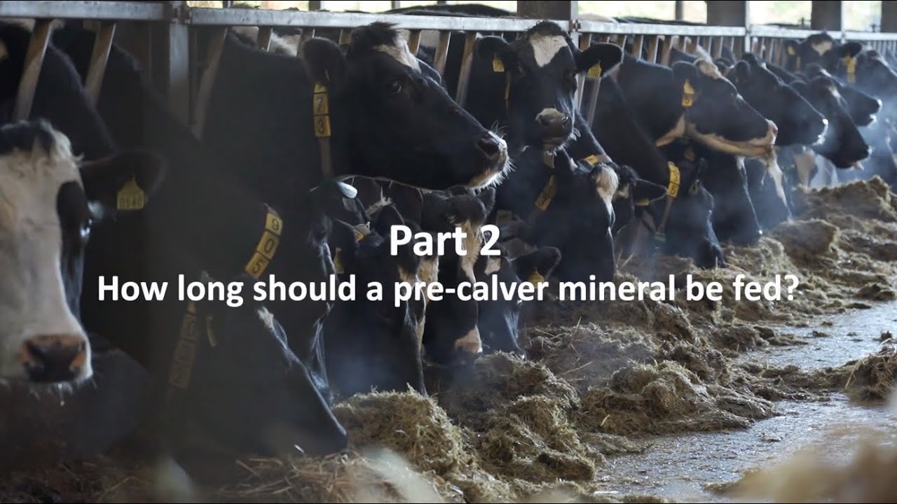 The Vet's View Part 02 - How Long to Feed A Pre-calver with Michael Sexton MVB MVM MRCVS