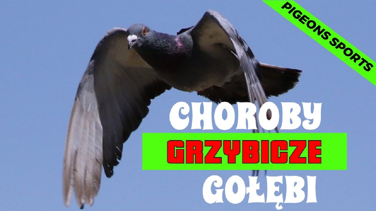 GOŁĘBIE POCZTOWE -GRZYBICE U GOŁĘBI.