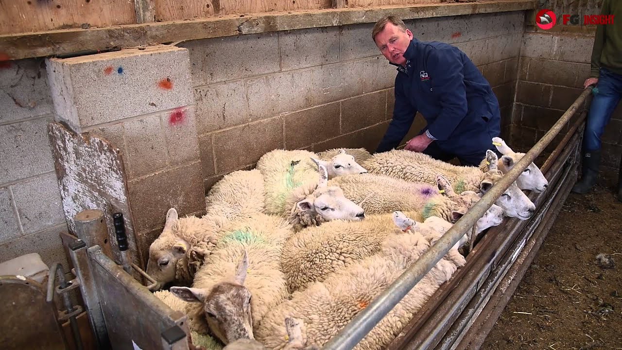 Eblex better returns programme: Lamb selection