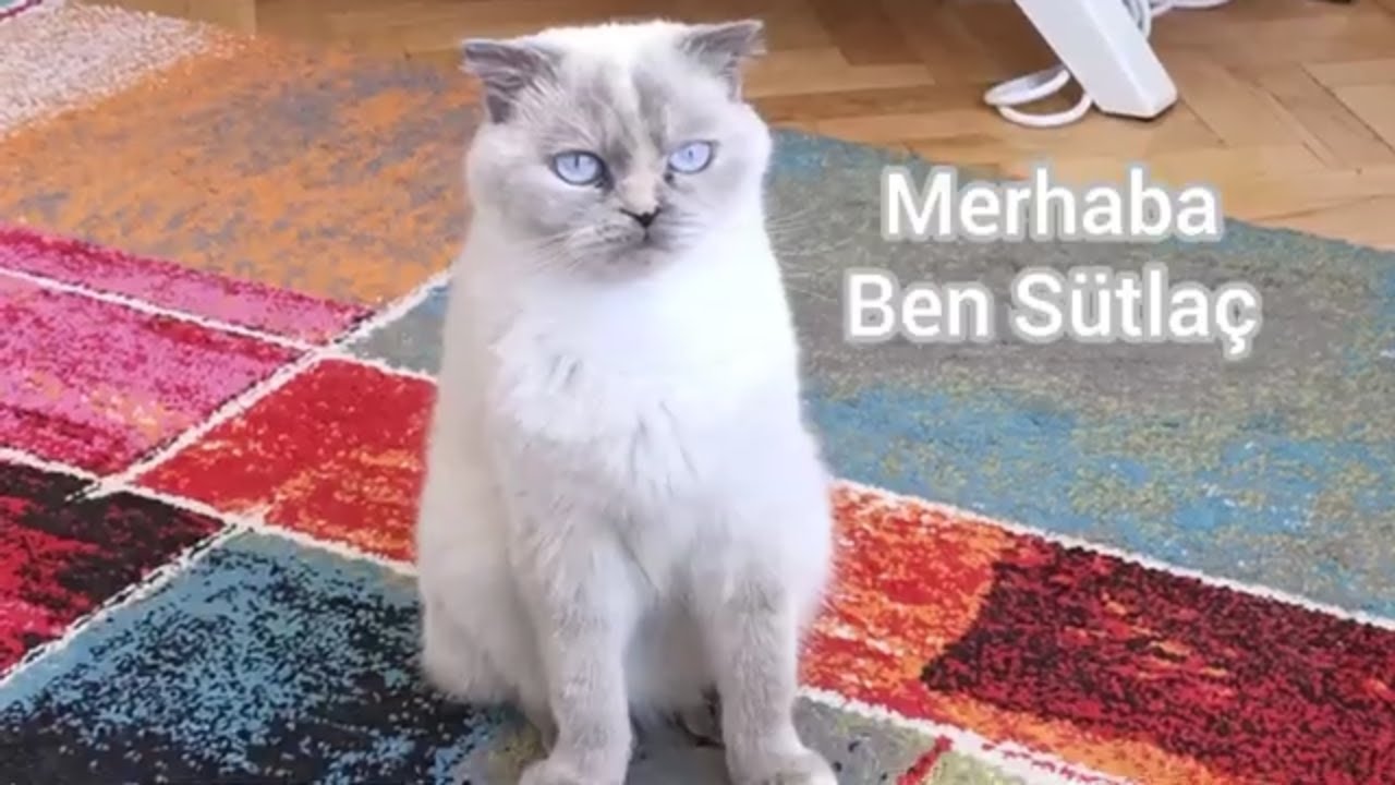KEDİ SAHİPLENMEK.EMİNMİSİNİZ? Mutlaka izleyin.#scottishfold