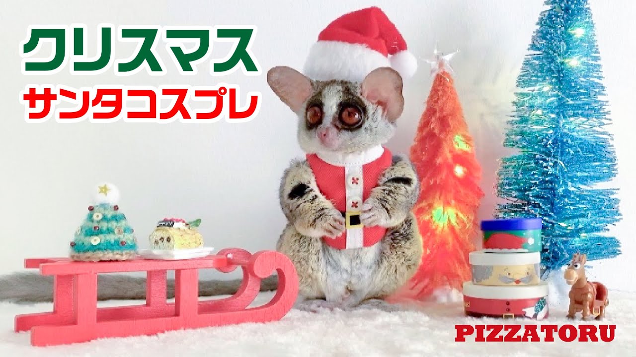 ショウガラゴのピザトル【クリスマスのサンタコスプレ】Pizzatoru the Bushbaby/ Merry  Christmas!!