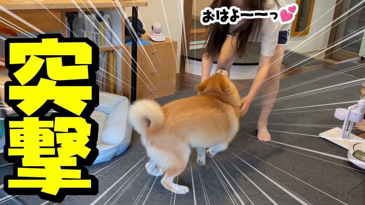 次の日も娘が居るのが嬉しくて何度も胸に飛び込む柴犬が激し過ぎる