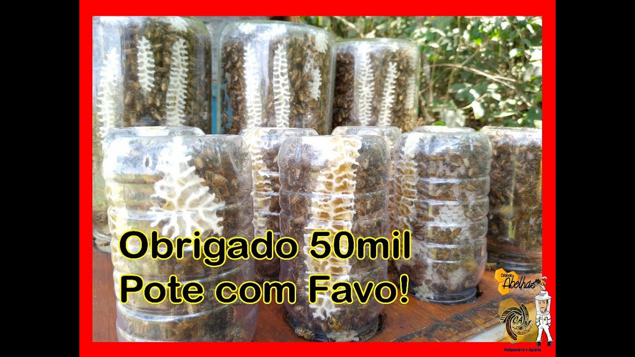 COMO PRODUZIR FAVO-NO-POTE,  APIS P/1 | CRIANDO ABELHAS!