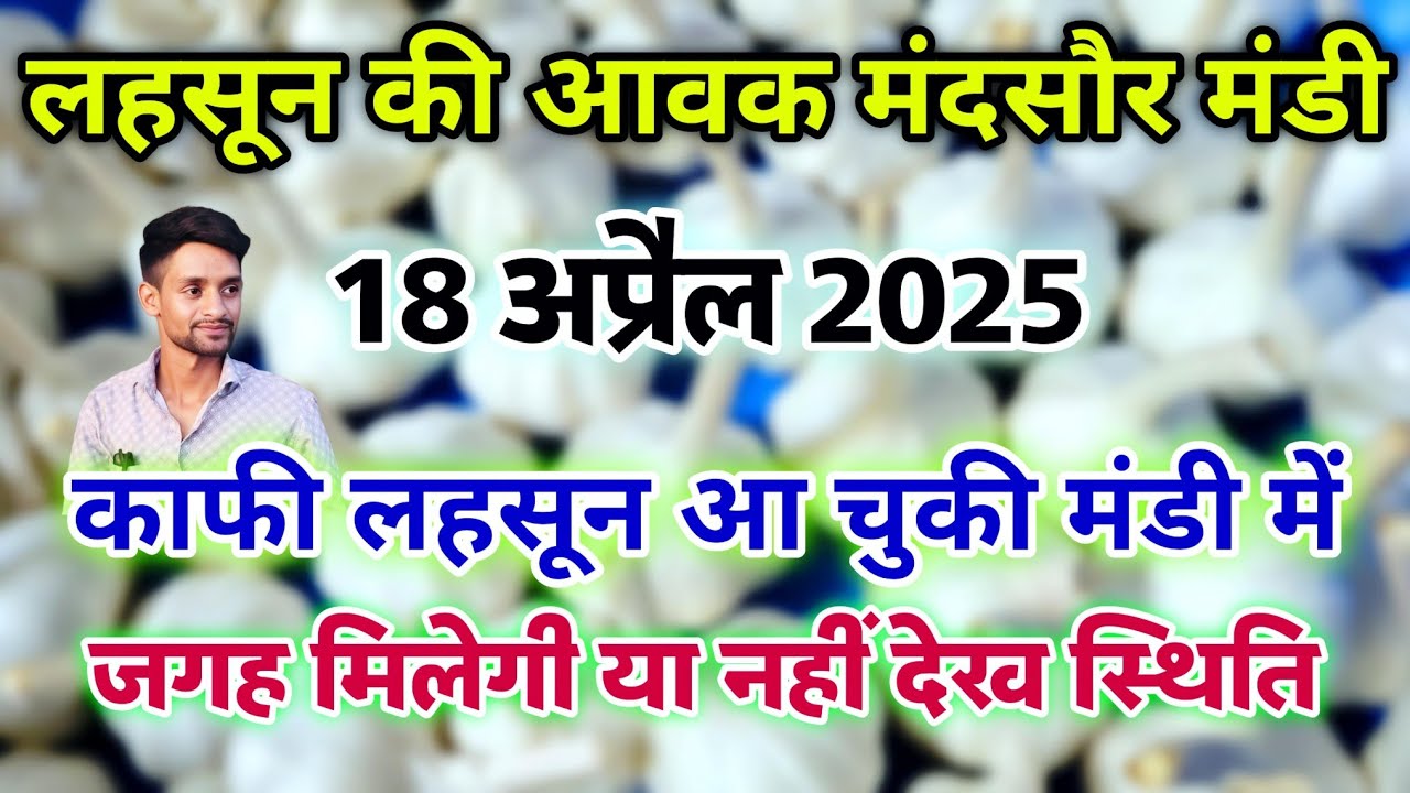 मंदसौर मंडी लहसुन की आवक 18 अप्रैल 2025 | Mandsaur Mandi Update #mandsaur_mandi_bhav