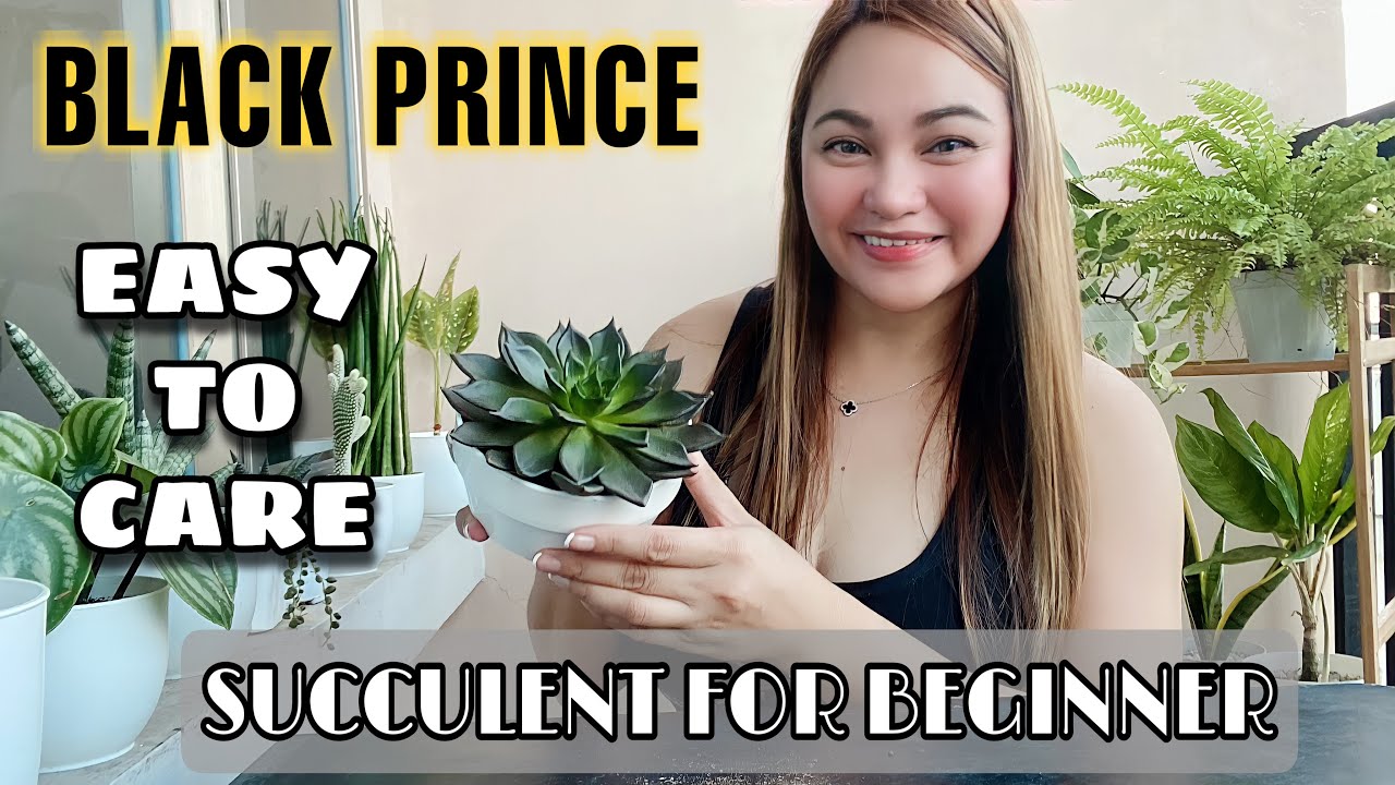 BLACK PRINCE l EASY TO CARE SUCCULENT FOR BEGINNER l Heartjem Vlogs