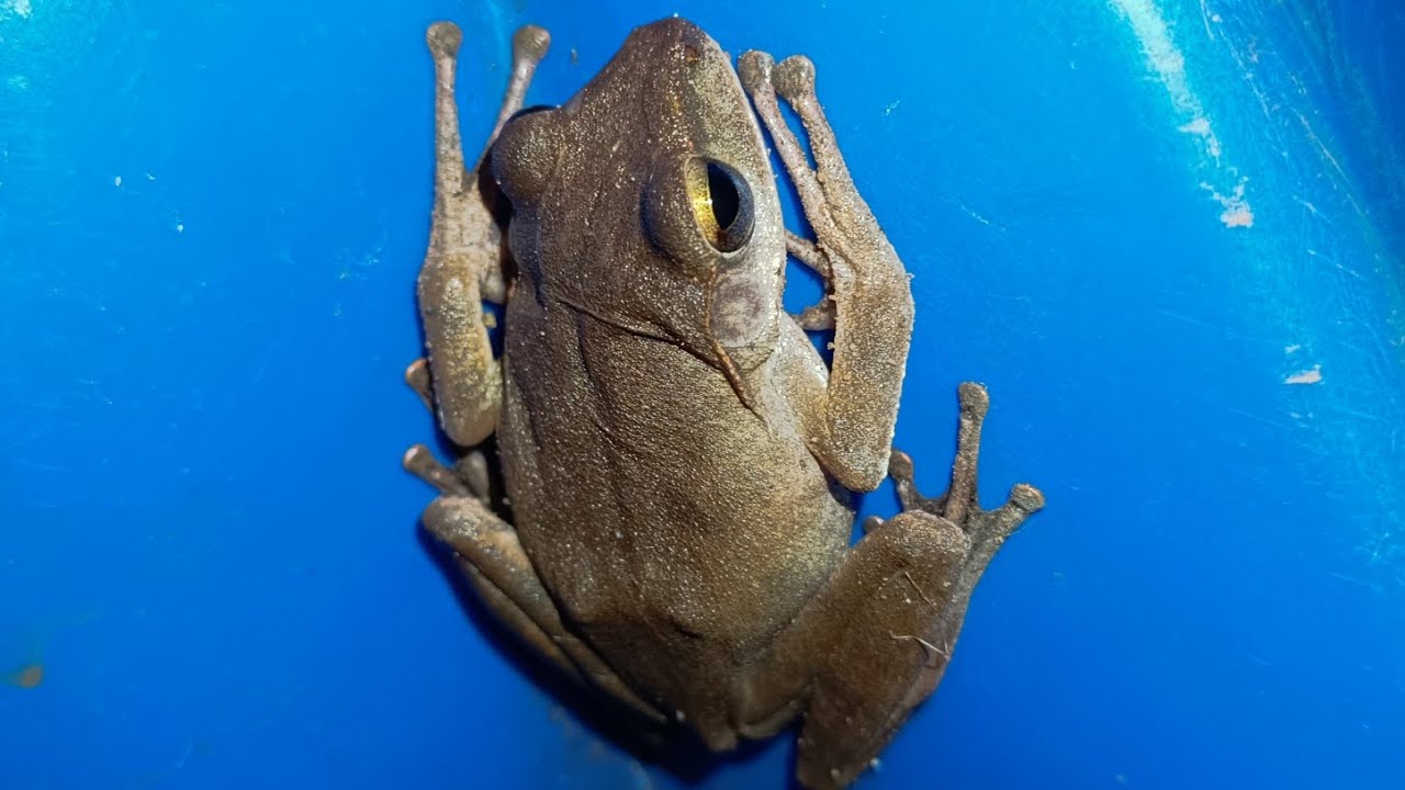 This is a video of frogs, toads, and lizards, etc.