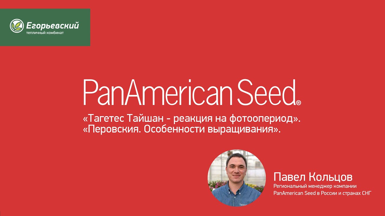 «Тагетес Тайшан - реакция на фотоопериод».«Перовския. Особенности выращивания». ДОД 2020.