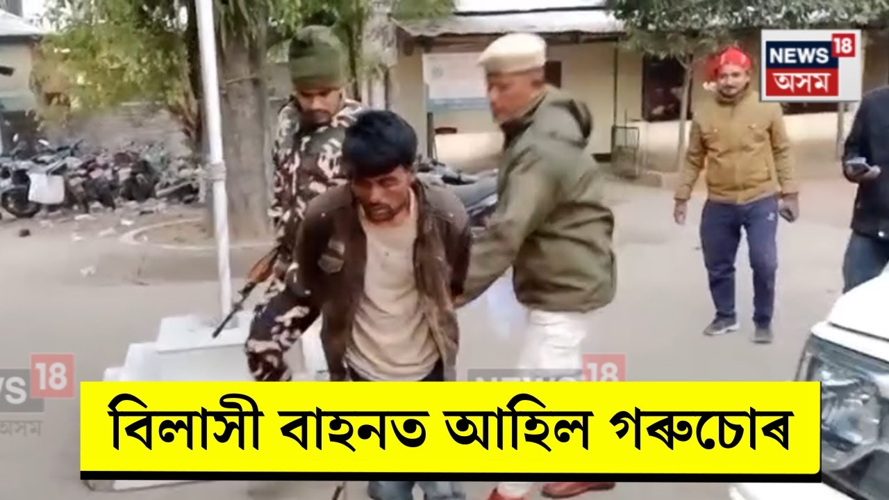 Bokakhat News। বিলাসী বাহনত গৰু চুৰি কৰিবলৈ আহি ৰঙাঘৰৰ আলহী এটা গৰু চোৰ। N18V