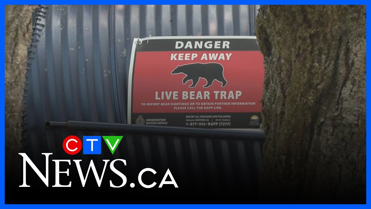 Bear captured in Burnaby Mountain Park