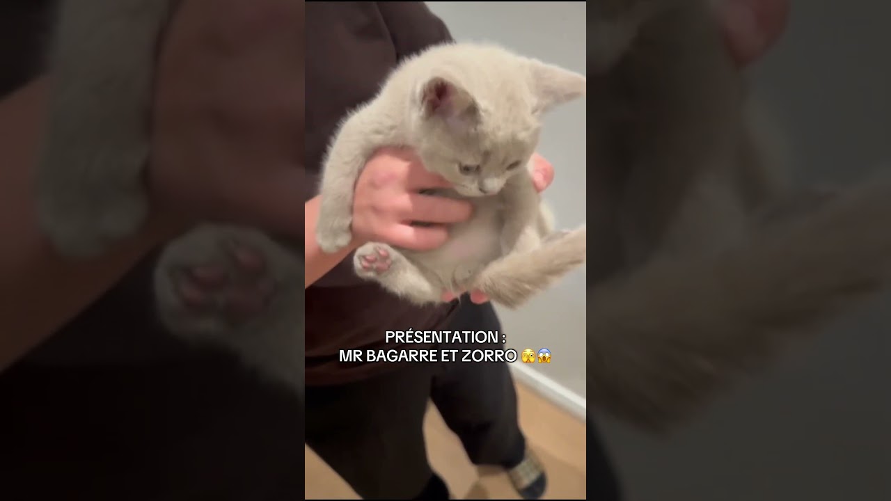 Zorro meets his kittens for the first time #britishshorthair #kitten