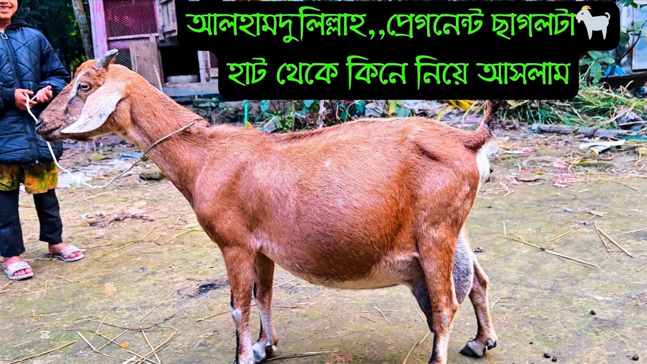 আলহামদুলিল্লাহ,,হাটের সেই গাভিন ছাগলটা কিনে আনলাম || Pregnant Gaot || Bird's Agro 