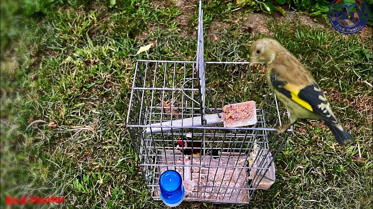 How to catch a goldfinch? Bird Cage Trap #birdtrap #trap #goldfinch #goldfinches #passaros #trap