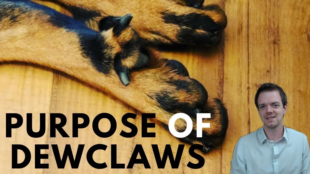 Why Do Dogs Have Dewclaws?