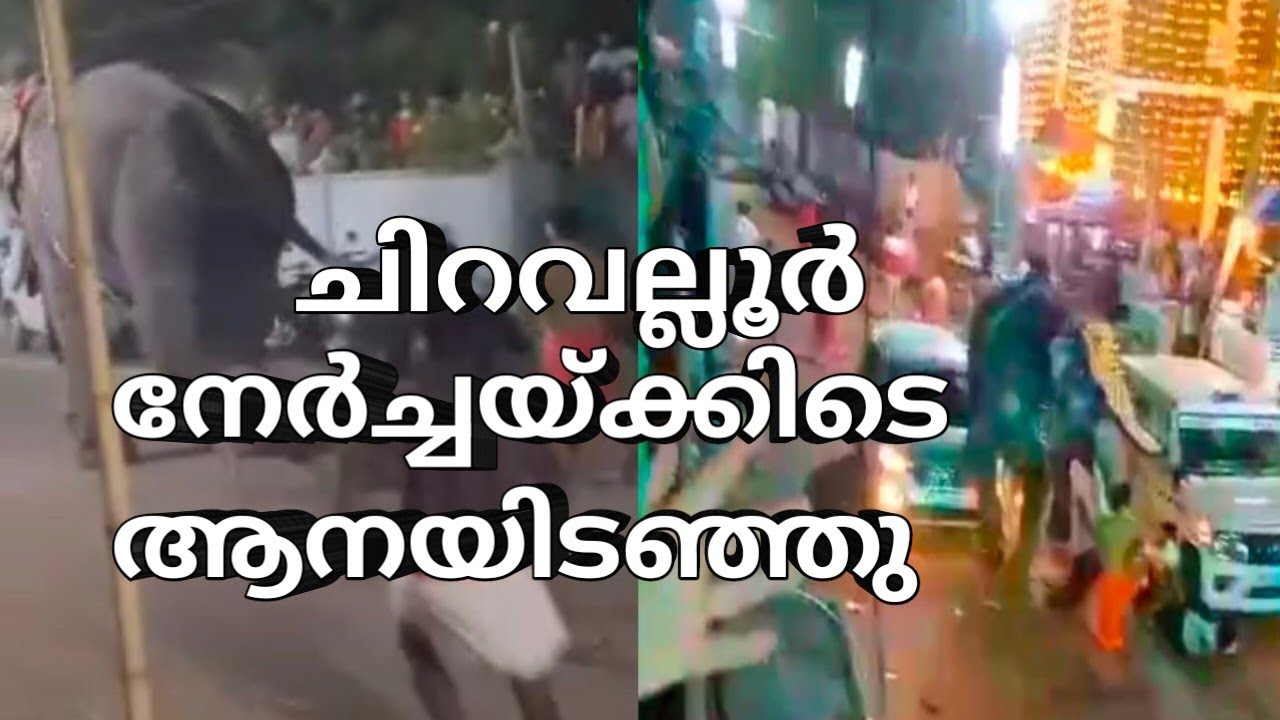 ചിറവല്ലൂർ നേർച്ചയ്ക്കിടെ ആനയിടഞ്ഞു. മണിക്കൂറുകളോളം പരിഭ്രാന്തി പരത്തി #elephantattack