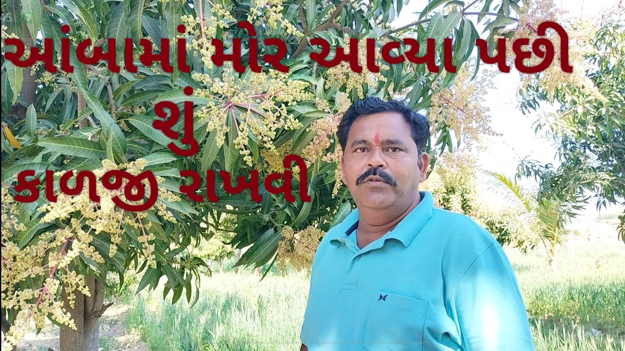 આંબા માં મોર આવ્યા પછી શું કાળજી #mango #natural #viralvideo