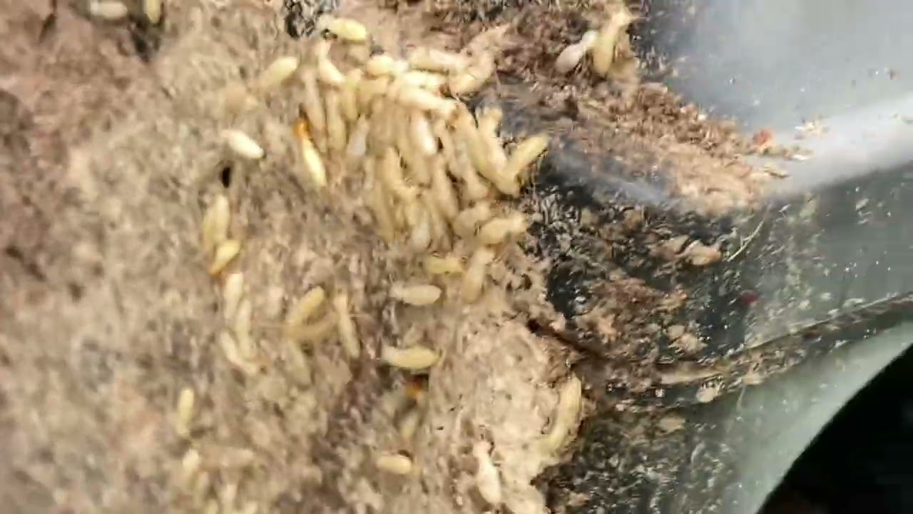 Watch: Massive Formosan Termite Infestation Found Near Houston, TX &mdash; Home Overrun!