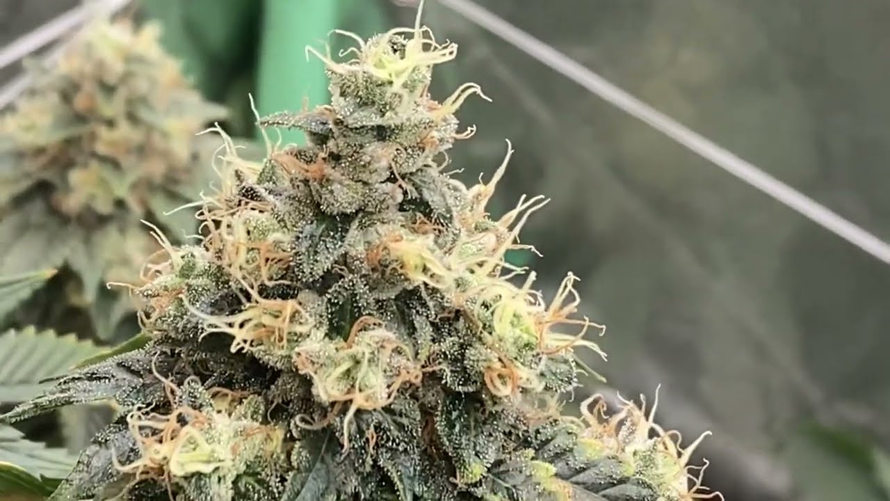 Chem 91 / 92 OG - 58 days