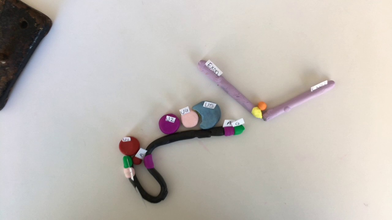 RNA Splicing