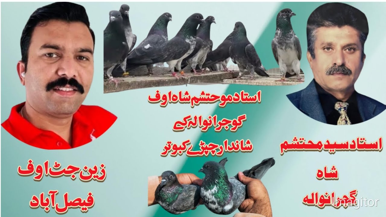 استاد سید محتشم شاہ گجرانوالہ سے ملاقات اور نایاب کبوتروں کا شوق
