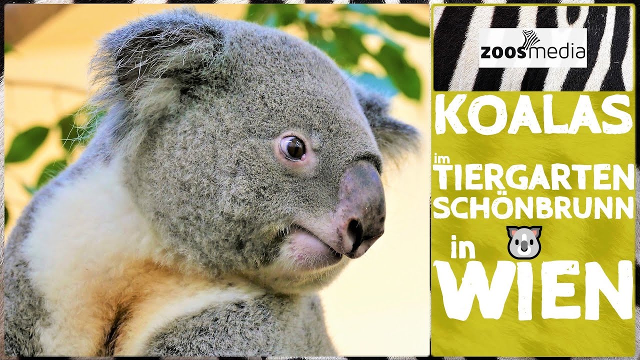 KOALAS im Tiergarten Schönbrunn 🐨 | zoos.media