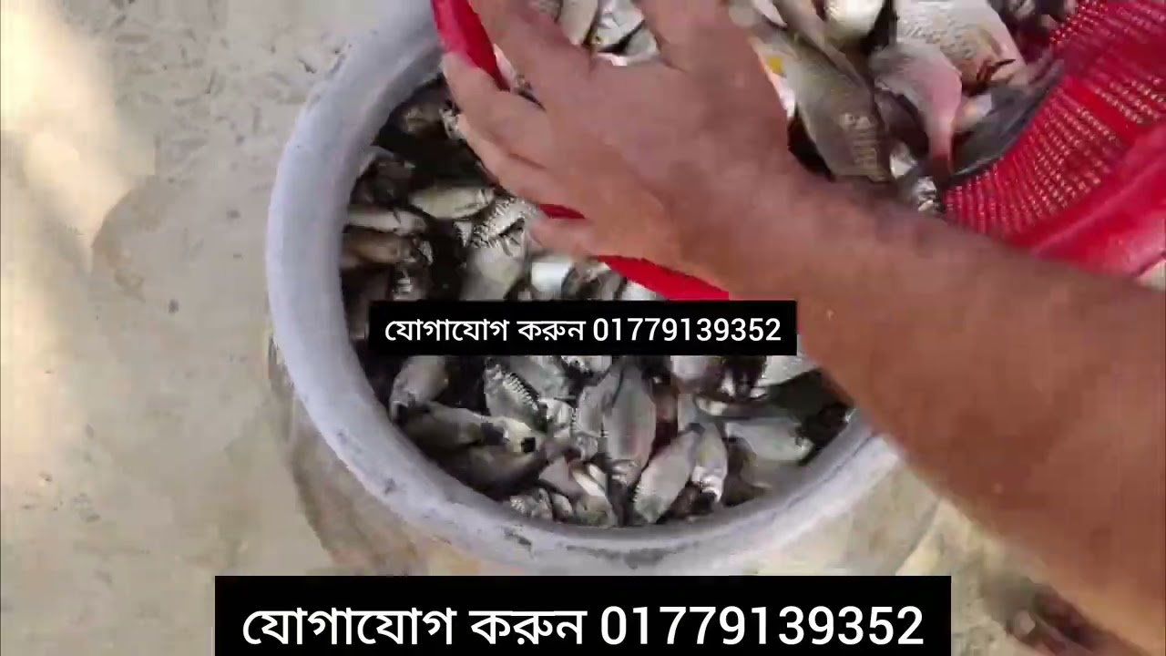 Call for order 01779139352 সকল প্রজাতি মাছের পোনা বিক্রি করা হয় সংগ্রহ করতে চাইলে যোগাযোগ করুন। 