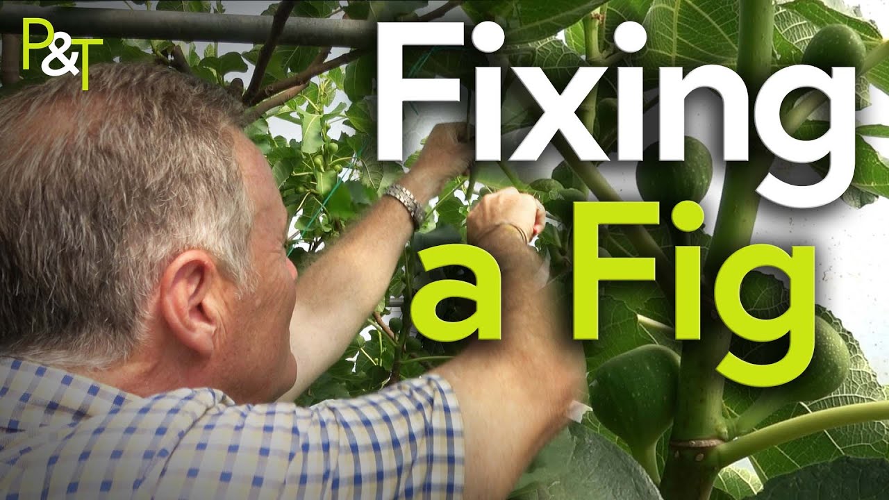 Fixing a Fig Tree - Pots & Trowels