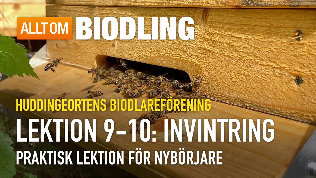 Invintring - Praktisk lektion | Nybörjarkurs i Biodling