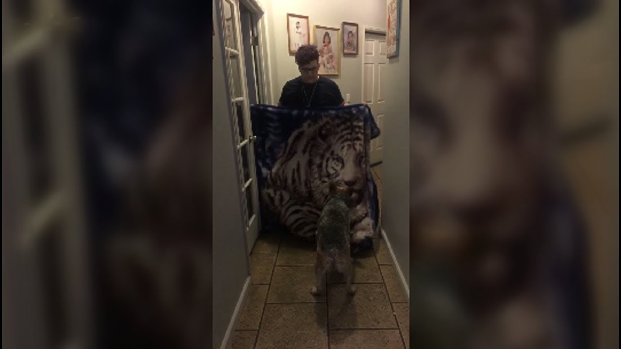 Dog Humps Blanket During What The Fluff Challenge