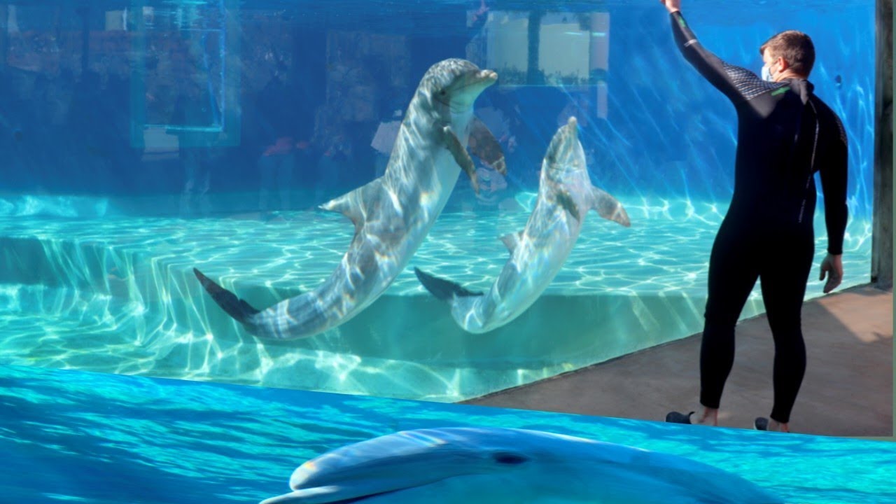 Dolphin show in Dubai full video # Sea World 's Dolphin Show# Dubai Dolphinarium