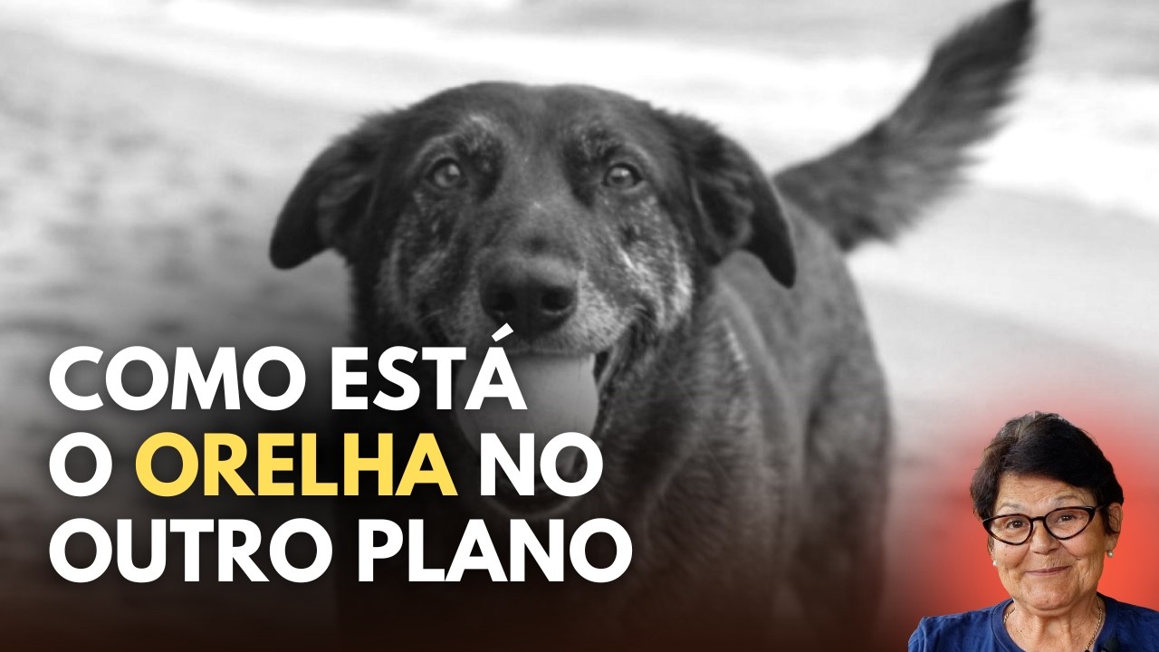 Respondendo a pergunta: Como está o cão Orelha no plano espiritual?