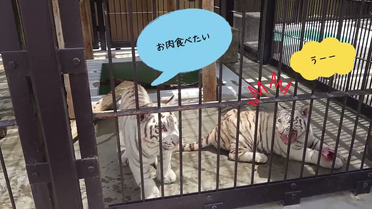 【真夏編】チビとらバックスペース公開に行ってきました　東武動物公園