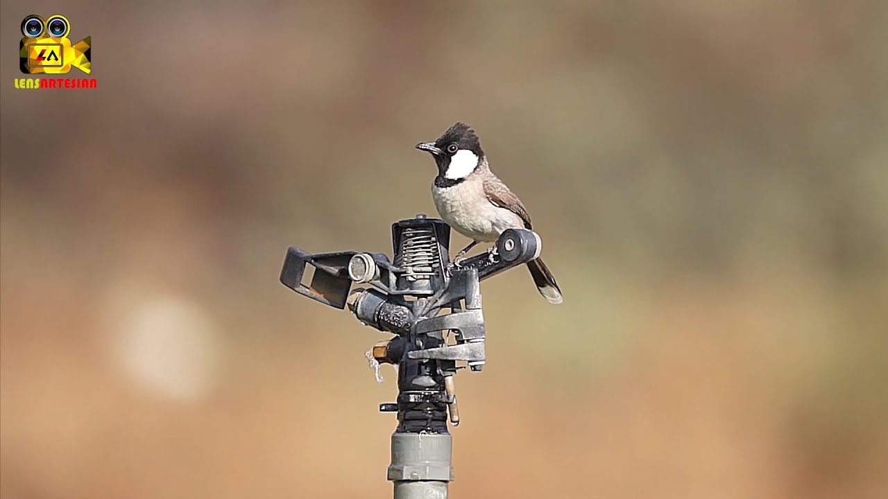The white-eared bulbul (Pycnonotus leucotis), or white-cheeked bulbul